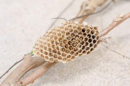 家有蜂巢|如何清除黄蜂巢（包含图片）